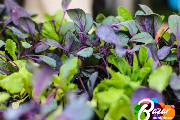 Baza_de_la_Confianza_Boyacá-74