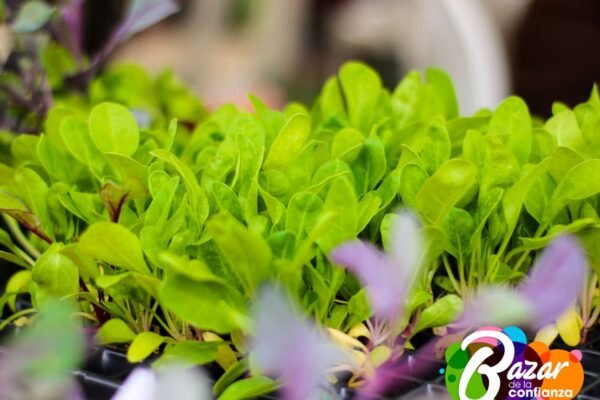 Baza_de_la_Confianza_Boyacá-75