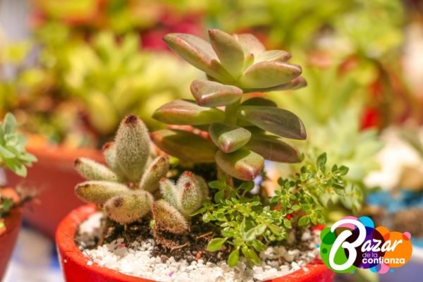 Redes_Solidarias_-Bazar_de_la_Confianza-19