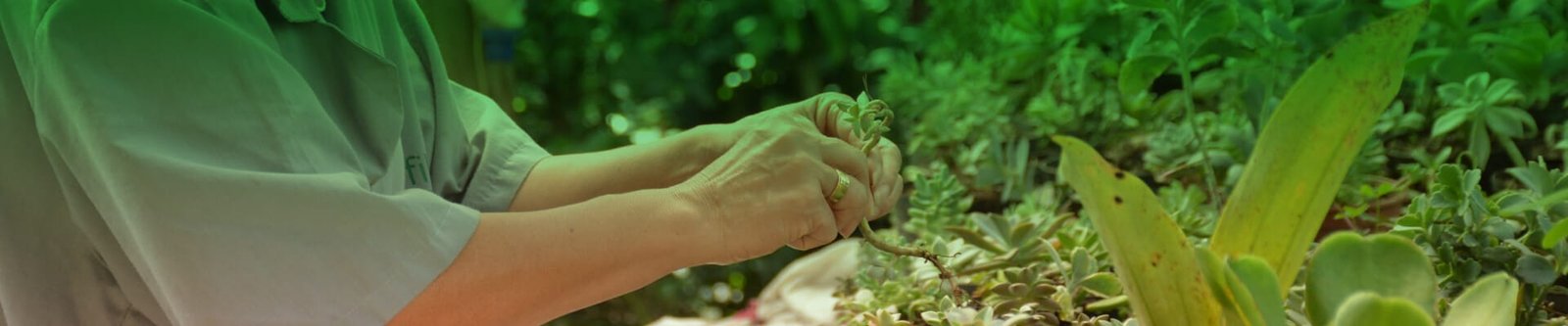 Clorofila: el amor por las plantas empieza desde casa