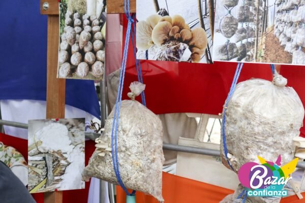 Economías-para-la-paz-BazardelaConfianza-2022-37 Economías-para-la-paz-BazardelaConfianza-2022-37